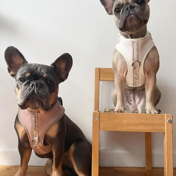 PETsRUS Premium No Pull Dog Harness 2 Leash Clips Ivory Snake Leather Neoprene - Picture 7 of 10